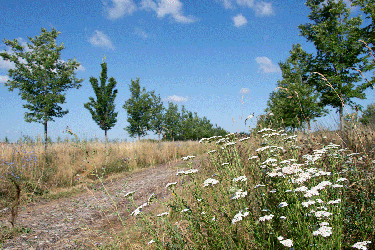 CVersailles's tweet image. 📚🌿Au‑delà du Grand Parc , prolongez la balade !
Découvrez le ru de Gally et l’Allée royale, havres de biodiversité et de patrimoine. A lire dans les carnets de Versailles : lescarnetsdeversailles.fr/2025/07/au-del…