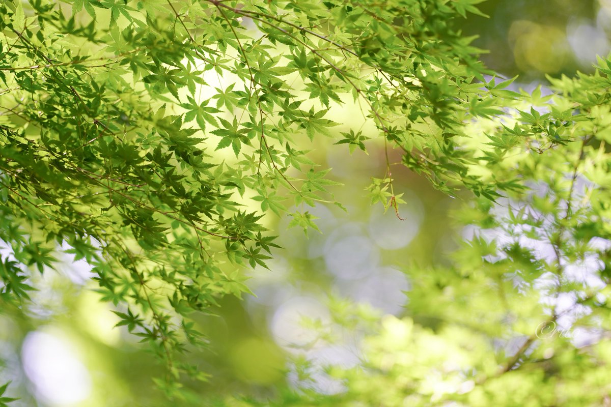 Raspberry_Kiss's tweet image. 訪れたのは少し前
数年ぶりの明治神宮御苑でちょっと迷子になりましたが、終わりがけの花菖蒲が撮れました
#キリトリセカイ #カメラ散歩 #明治神宮 #もみじ #花菖蒲