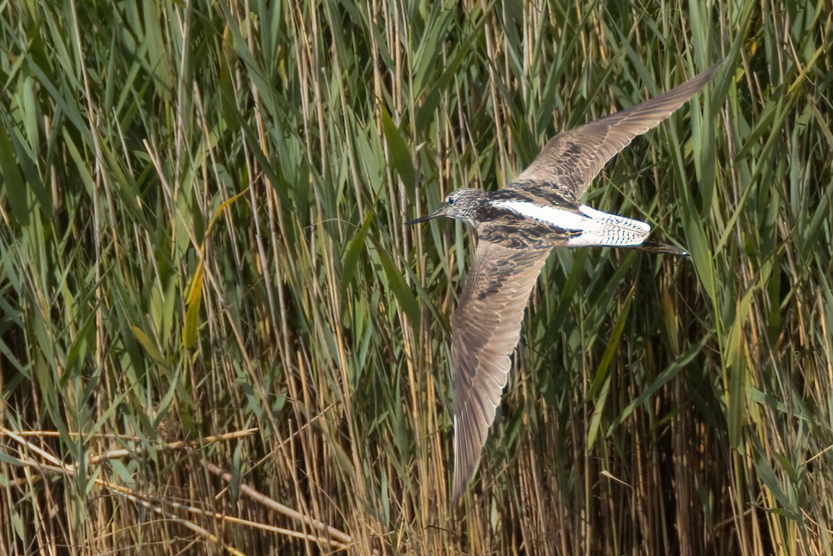 markwright12002's tweet image. Black-tailed Godwit, Greenshank and Common Sandpiper
Summer Safari Cruise - Birds of Poole Harbour
@harbourbirds