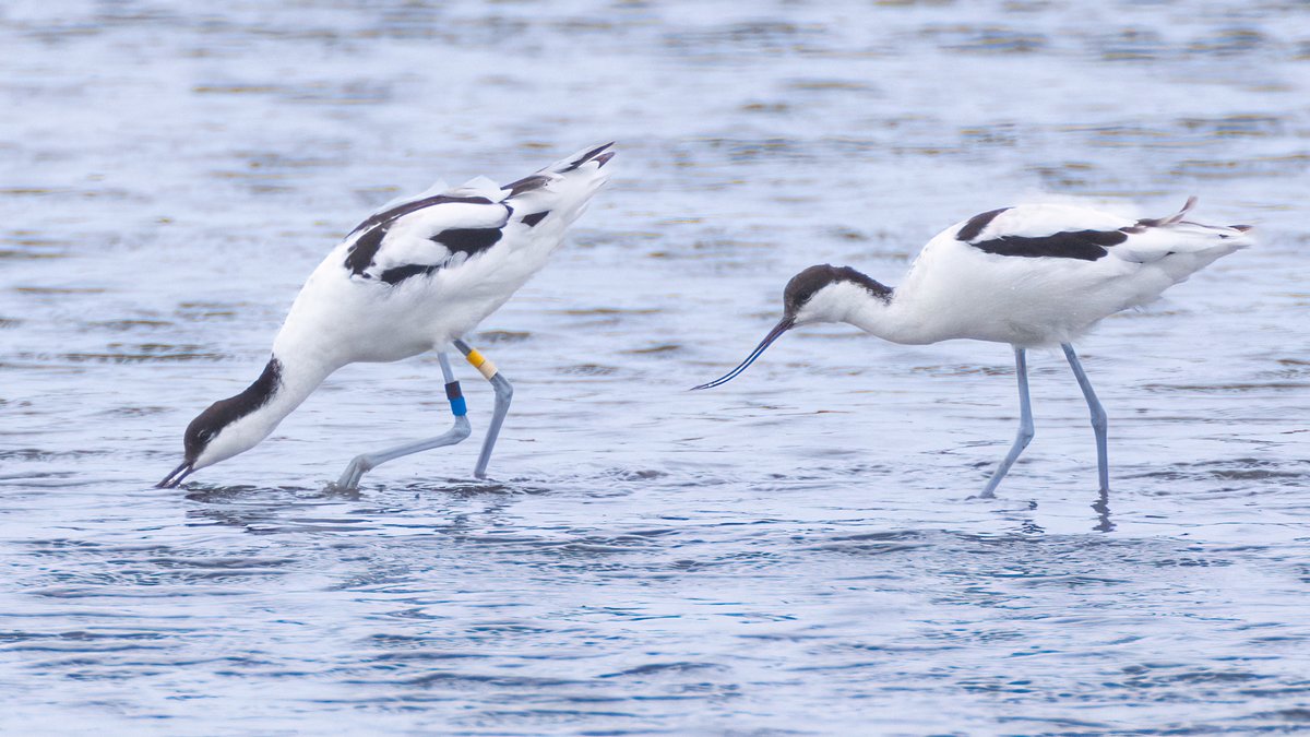 markwright12002's tweet image. Avocets
Summer Safari Cruise - Birds of Poole Harbour
@harbourbirds
