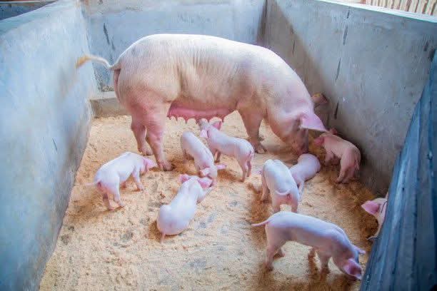 fusionvillefarm's tweet image. Dear new farmer: It’s okay to not know everything. Ask questions. Make mistakes. Get muddy. That’s how legacies are built from honest beginnings and dirty hands.  #FarmersRise #StartFromScratch