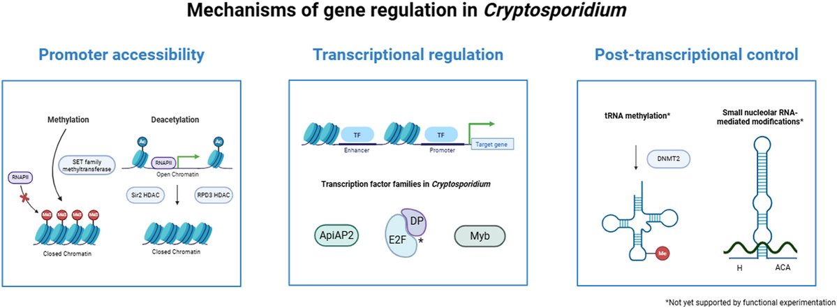 CTEGD's tweet image. Gene regulation in #Cryptosporidium: New insights and unanswered questions
@jcklab
sciencedirect.com/science/articl…