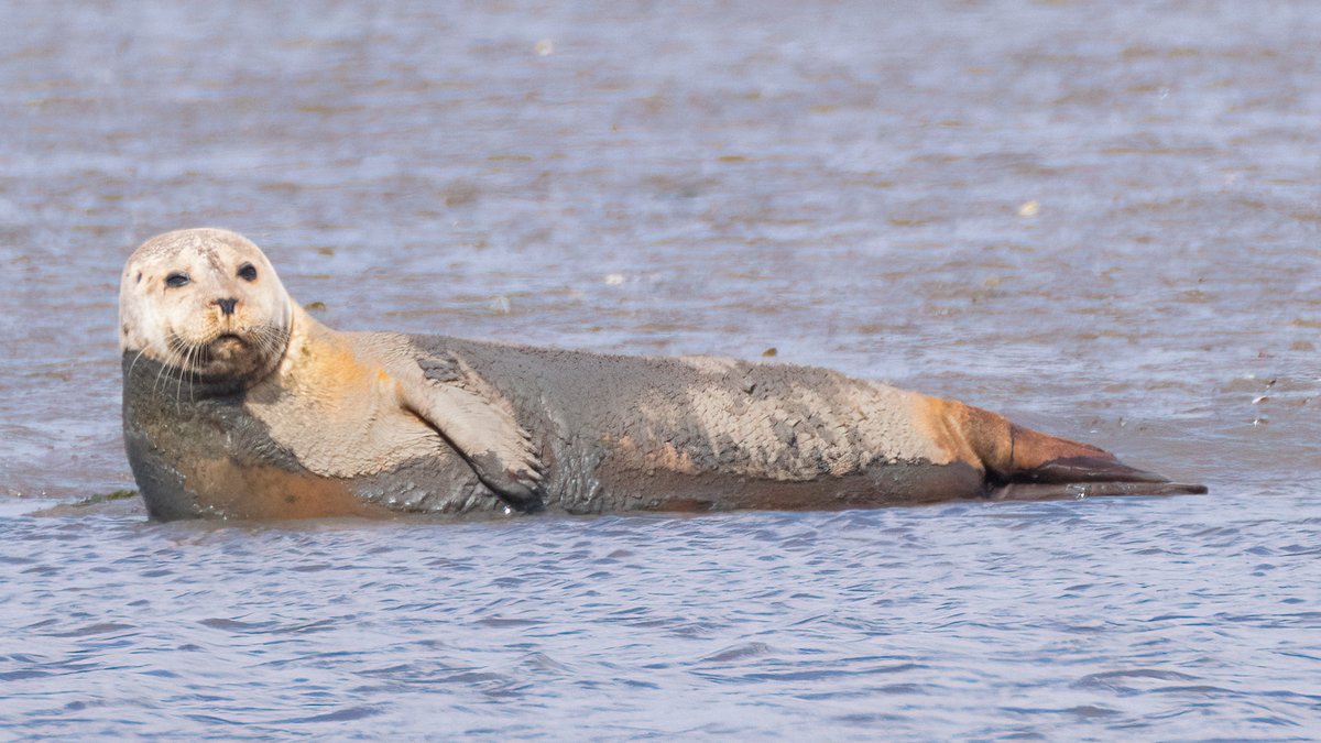 markwright12002's tweet image. Seal
Summer Safari Cruise - Birds of Poole Harbour
@harbourbirds