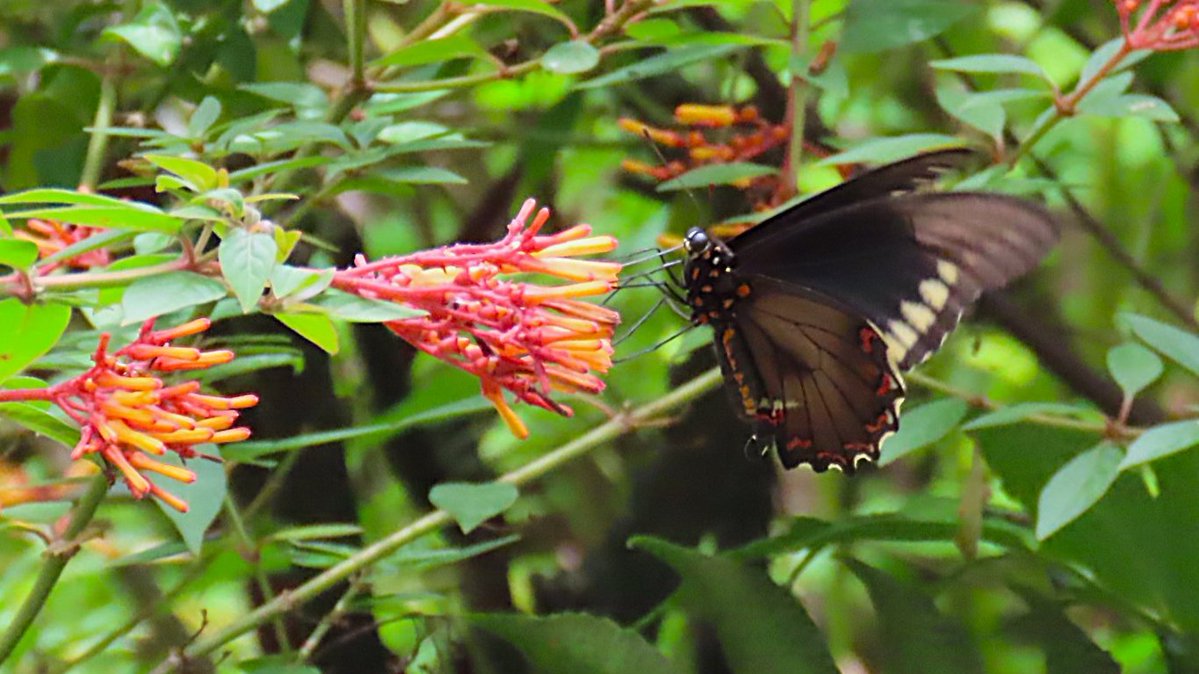 Got derailed by health issues for a while but was delighted to be back outdoors a few days ago for a stroll at a botanical garden near #OrlandoFL, and was greeted by a beautiful and ever-fluttering Polydamas Swallowtail! #TitliTuesday #ThePhotoHour #butterfly #NaturePhotography