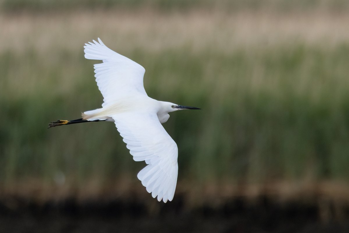 markwright12002's tweet image. Little Egret and Curlews
Summer Safari Cruise - Birds of Poole Harbour
@harbourbirds