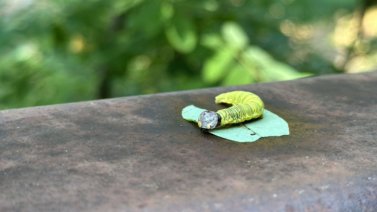 DailyBugFriends's tweet photo. Does anyone know what is happening here... https://t.co/TxSYcgKtN3