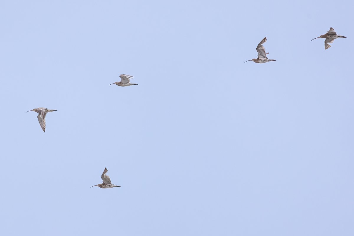 markwright12002's tweet image. Little Egret and Curlews
Summer Safari Cruise - Birds of Poole Harbour
@harbourbirds