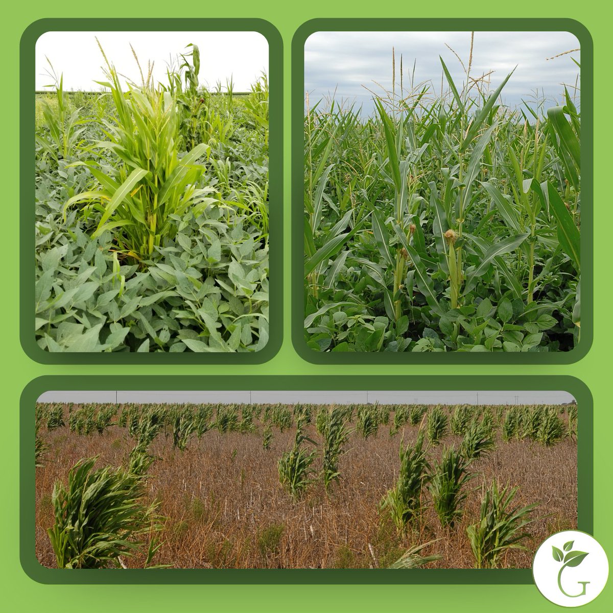 GetRidOfWeeds's tweet image. Dealing with the unwanted growing season guest that is volunteer corn? Fine-tune your combine settings/operation and harvest at a higher moisture content to help ward off escaped kernels, according to research by @UNLincoln grad student, @VipinUNL. Otherwise, you could be looking…