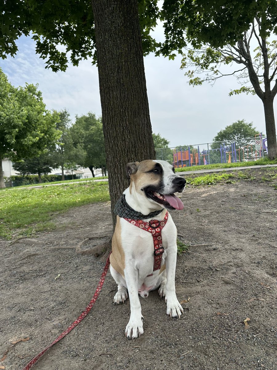 Opus 🇨🇦 (@thedogopus) on Twitter photo It’s a hot one again! Gotta find some shade on this #TongueOutTuesday It’s a hot one again! Gotta find some shade on this #TongueOutTuesday