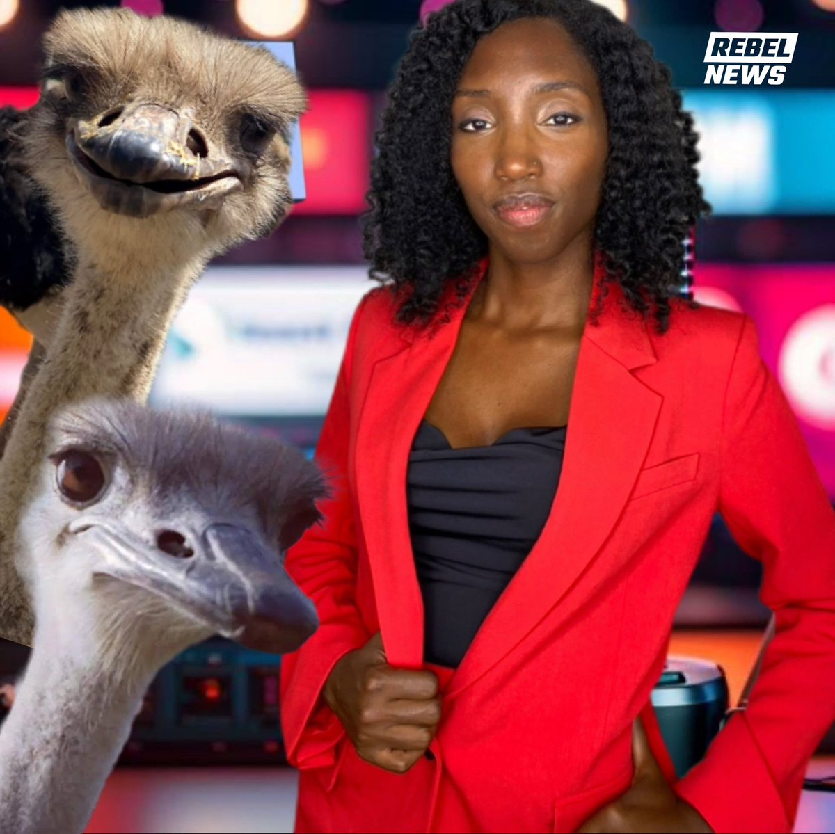 LIVE TWEETS🚨: Universal Ostrich Farms vs. Canadian Food Inspection Agency 

1 / I’m covering today’s legal showdown in the Federal Court of Appeal.

What’s at stake? The fate of 400 healthy ostriches and the future of farming, food and property rights in Canada.