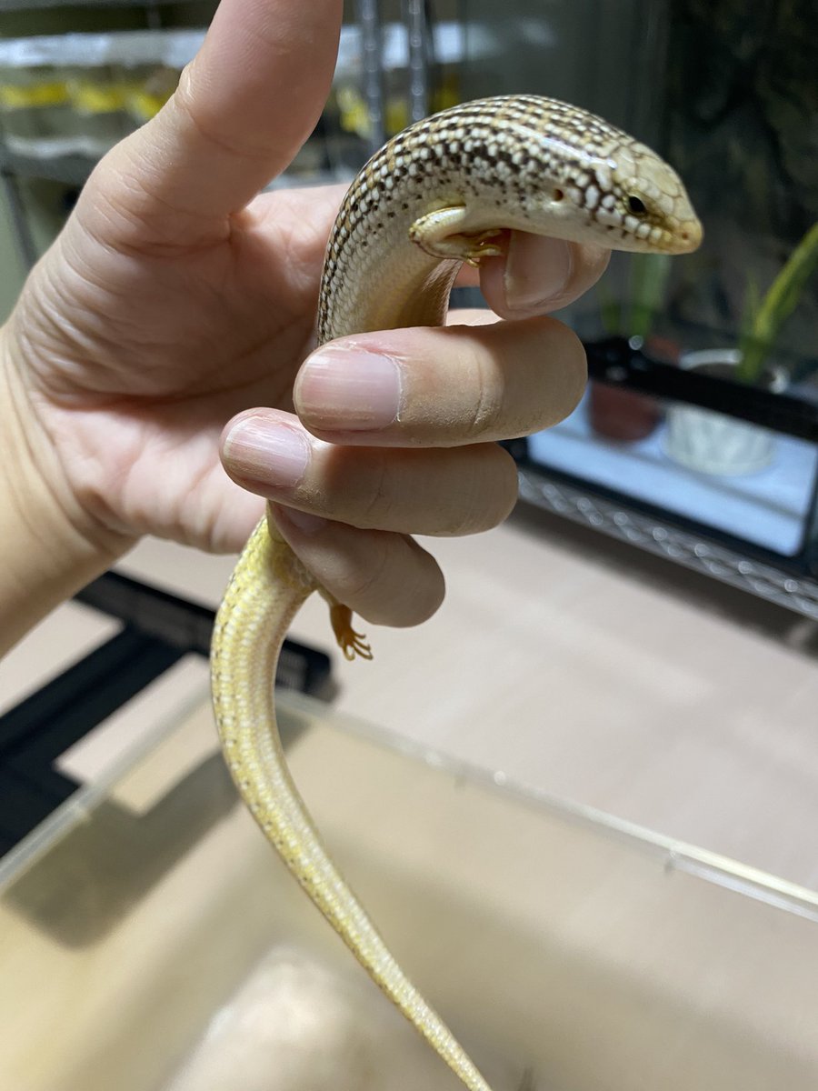 smiledego's tweet image. 世話人いきなり掃除スイッチ入って叩き起され迷惑そうなカラカネちゃん
#カラカネ
