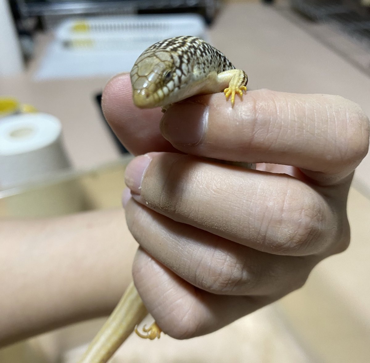 smiledego's tweet image. 世話人いきなり掃除スイッチ入って叩き起され迷惑そうなカラカネちゃん
#カラカネ