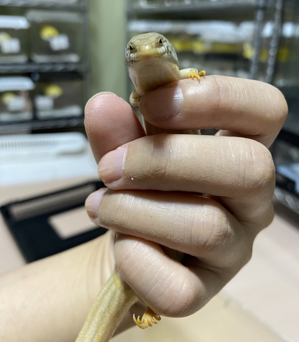 smiledego's tweet image. 世話人いきなり掃除スイッチ入って叩き起され迷惑そうなカラカネちゃん
#カラカネ