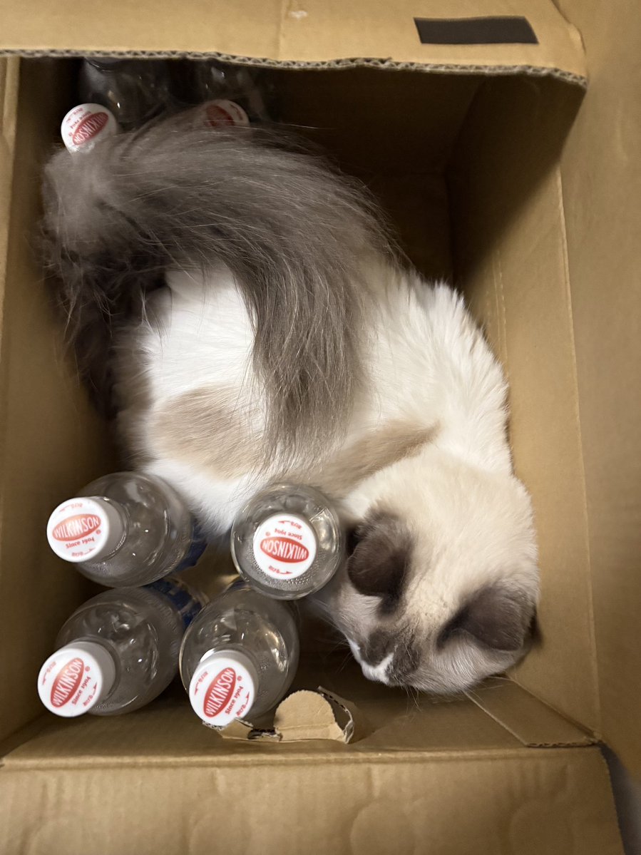 ragdoll0504's tweet image. 好きだよね〜〜こういうスキマ