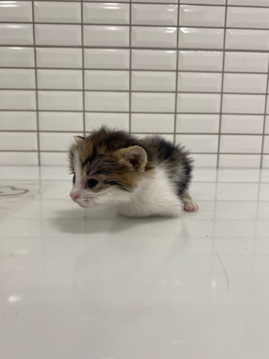 pittyperest's tweet photo. Önbacakları olmayan bebeğe acil yuva arıyorum. 
Aksaray ve çevre iller https://t.co/7TURobiGKP