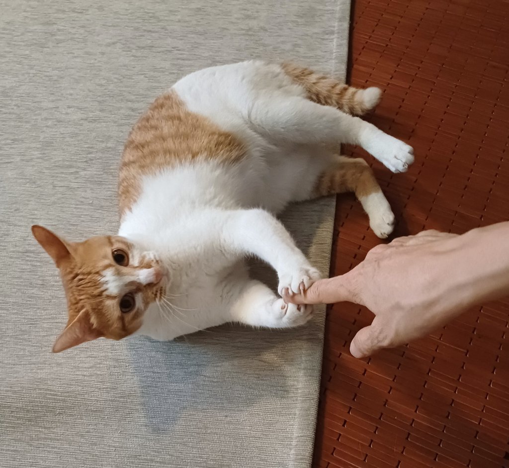 엄마랑 악수하는 고양이