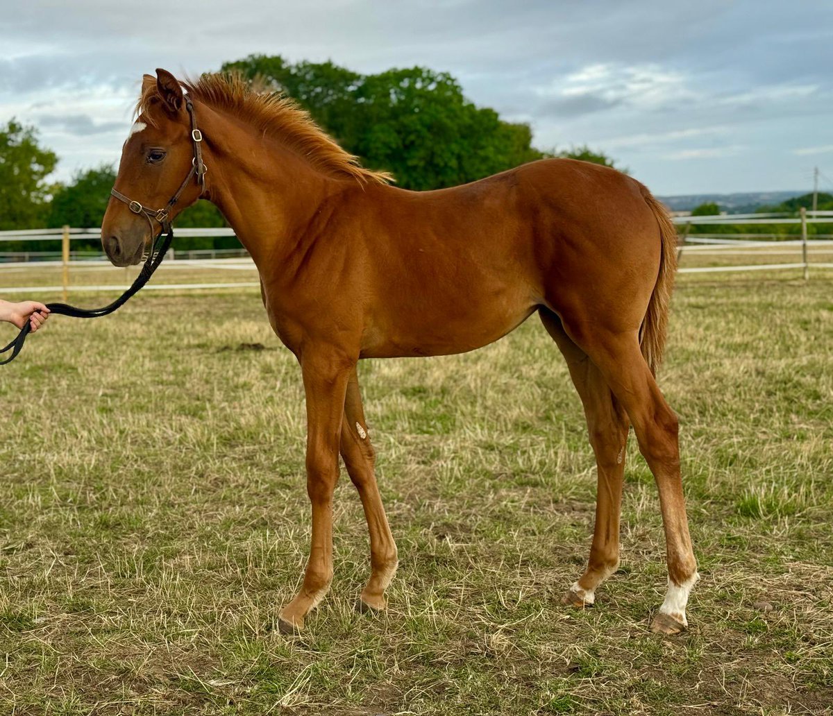 JaiParmar_'s tweet image. Modern Games x Lady Parma ❤️

@DarleyEurope | @RacingDubai