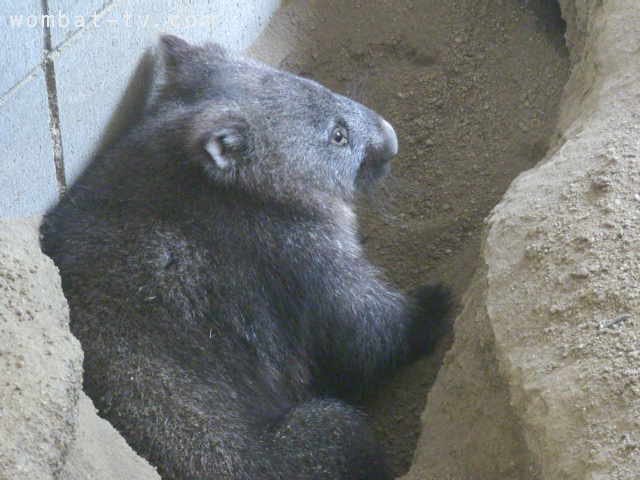 lucywombat5's tweet image. 夕方になるの早いね〜。
2021/7
#ウォンバット　　#五月山動物園