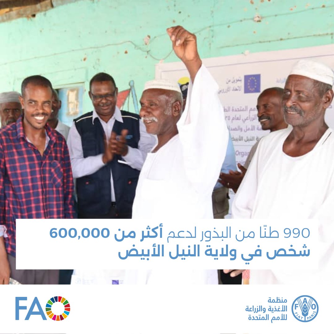 FAOSudan's tweet image. بدعم سخي من @EU_SUDAN و@UNCERF و@SwissMFA، دشنت الفاو حملة توزيع البذور في ولاية النيل الأبيض مستهدفة أكثر من 121,000 أسرة – ما يعادل 609,000 شخص.
سيتم توزيع 990 طن متري من الذرة الرفيعة، الدخن، السمسم، واللوبيا عبر 9 محليات لدعم سبل العيش وتعزيز الأمن الغذائي.
#الحق_في_الغذاء