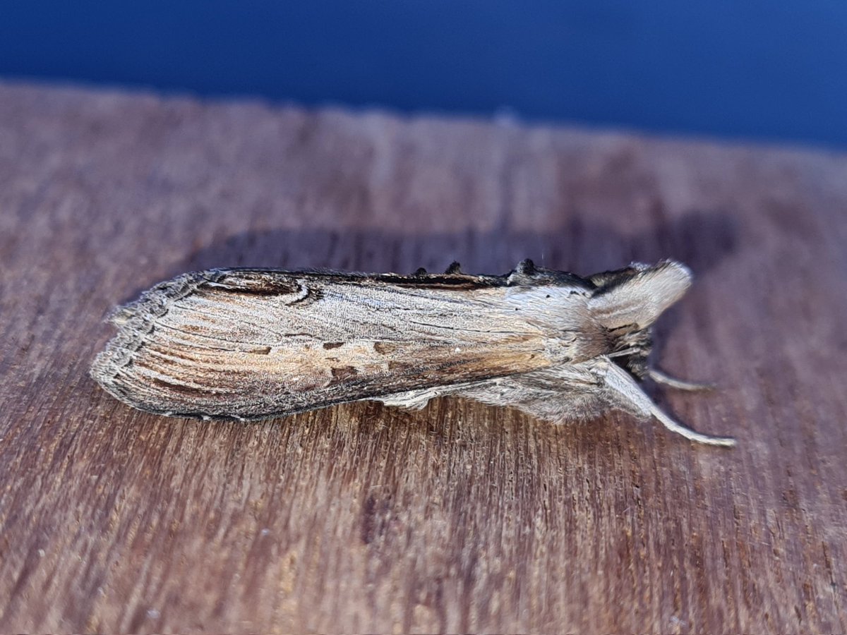 dartfordtrapper's tweet image. A trip up to Suffolk was very successful with Dusky Clearwing and White-mantled Wainscot the targets. 130+ species overnight included Starwort and Antler moth. With @markhows and @LewisStuff.