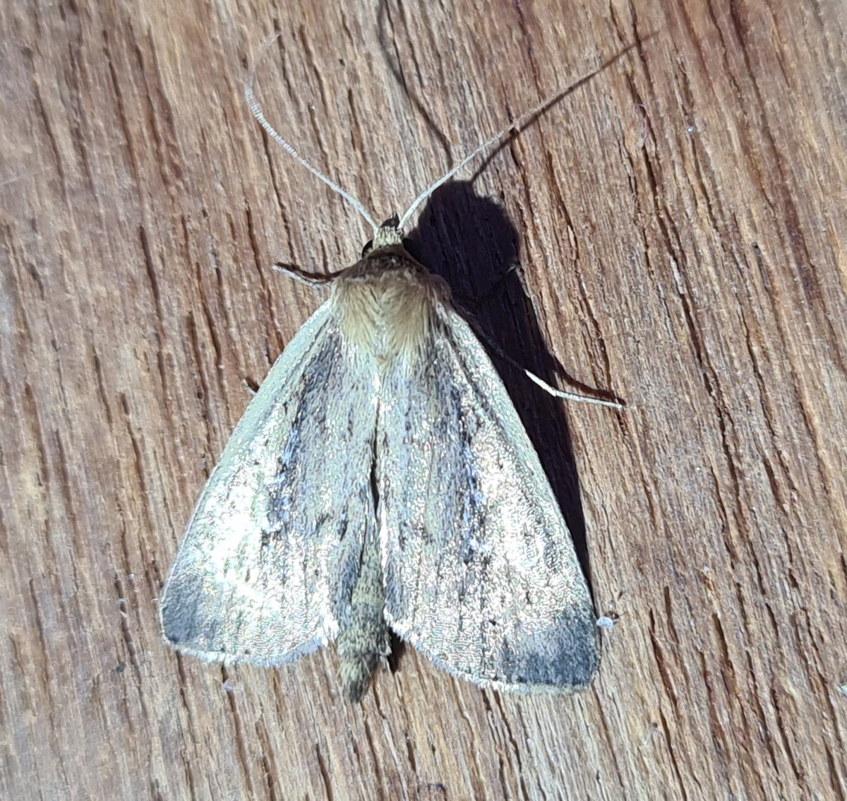 dartfordtrapper's tweet image. A trip up to Suffolk was very successful with Dusky Clearwing and White-mantled Wainscot the targets. 130+ species overnight included Starwort and Antler moth. With @markhows and @LewisStuff.