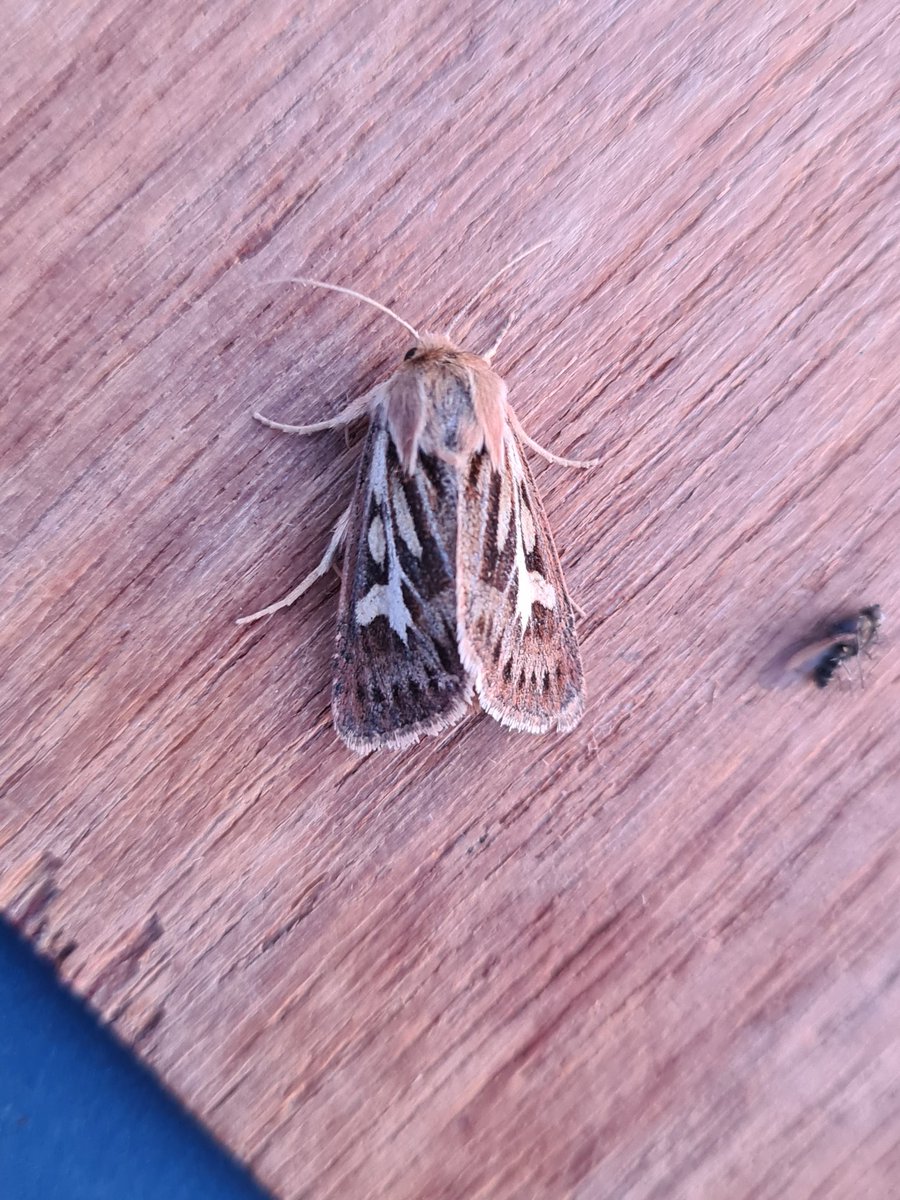 dartfordtrapper's tweet image. A trip up to Suffolk was very successful with Dusky Clearwing and White-mantled Wainscot the targets. 130+ species overnight included Starwort and Antler moth. With @markhows and @LewisStuff.