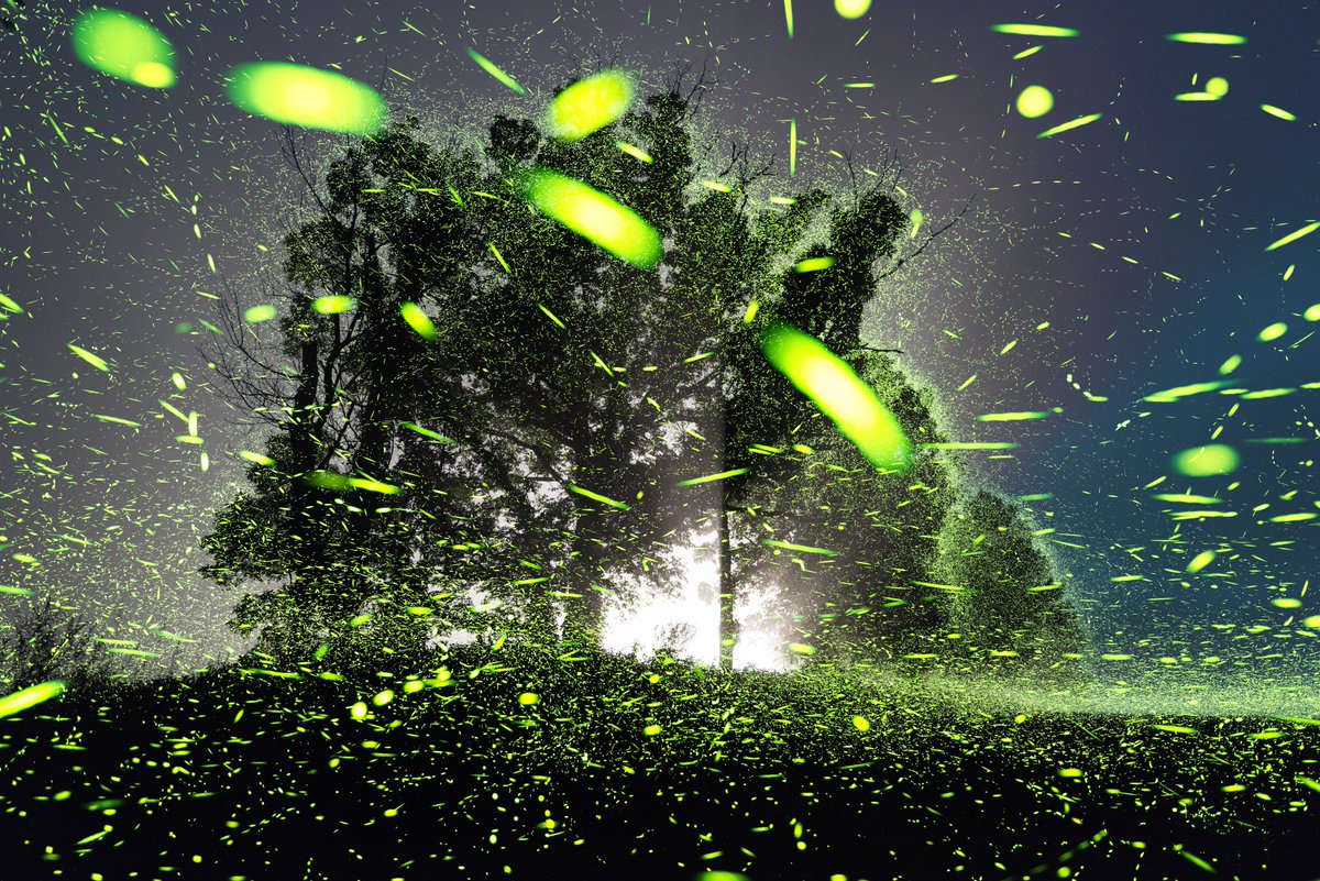 juliancd38's tweet image. every night this summer I've let the fireflies hypnotize me