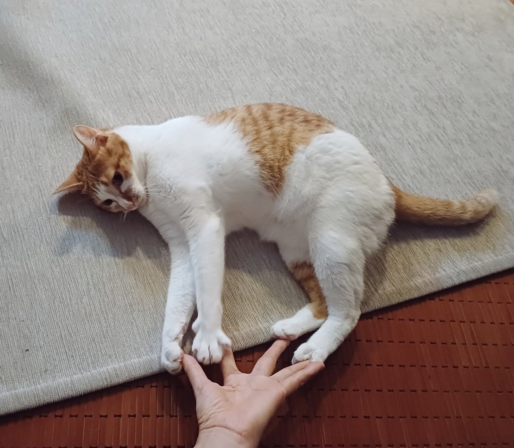 엄마 놀아주는 고양이