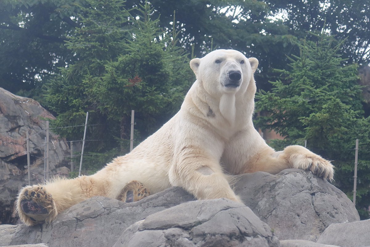 hkgskb's tweet image. カイ、元気そうで相変わらず渋くて安心しました

2025.7
#八木山動物公園 #ホッキョクグマ #カイ