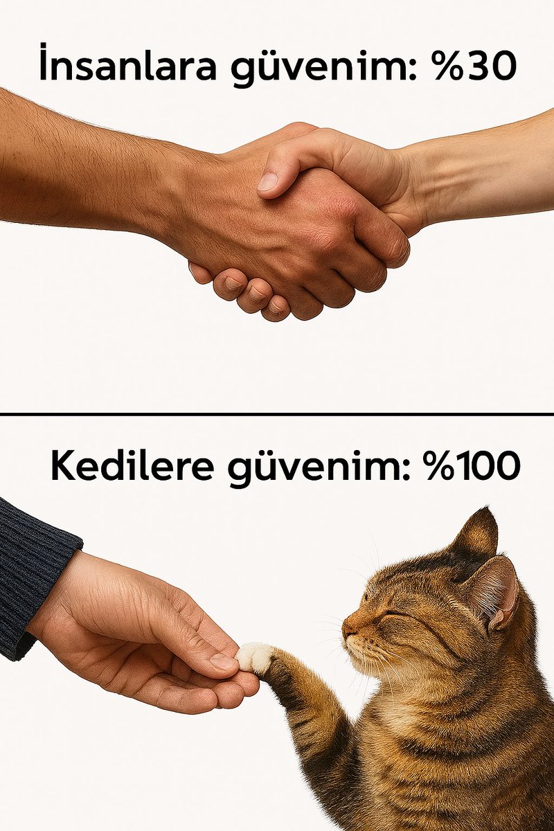 Kedilikler (@kedilikler) on Twitter photo 