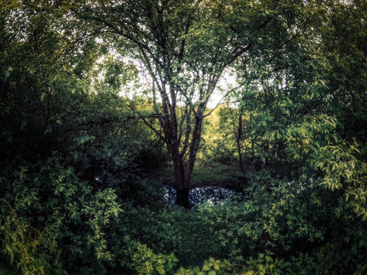 artofseanmurphy's tweet photo. A wide view of nature https://t.co/8c88sgX3Nj
