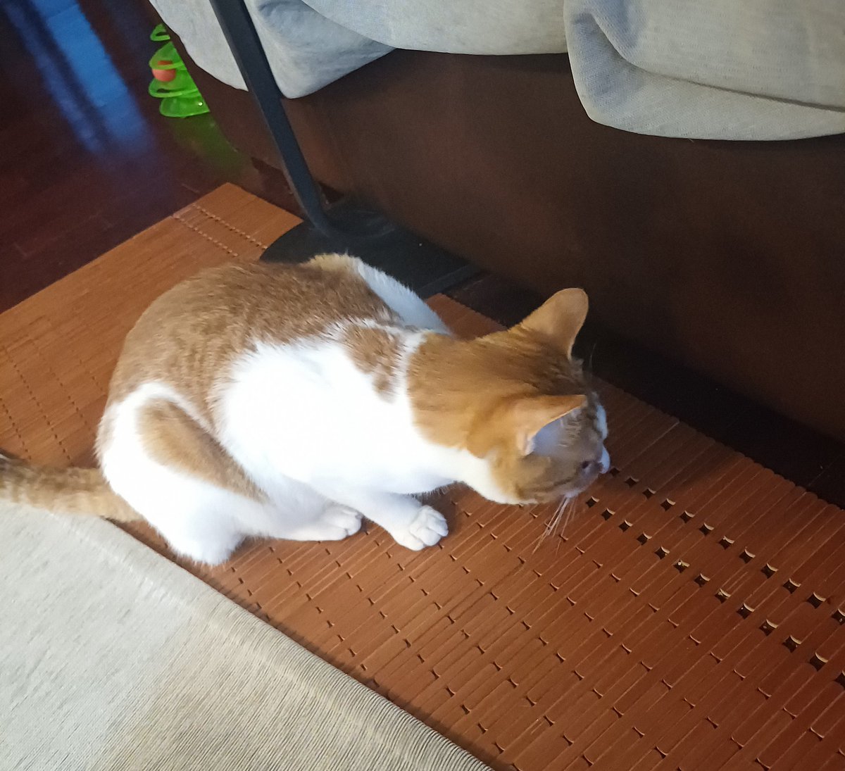 탱자(과일)와 탱자(고양이)
탱자가 소파 밑에 탱자를 집어 넣어버림
탱자는 탱자를 꺼내고 싶지만 팔이 닿지 않음
탱자는 탱자를 꺼내달라며 인간에게 애웅거림
인간이 탱자를 꺼내줬더니 10초만에 다시 탱자가 탱자를 집어넣음 이 짓을 10번 반복함