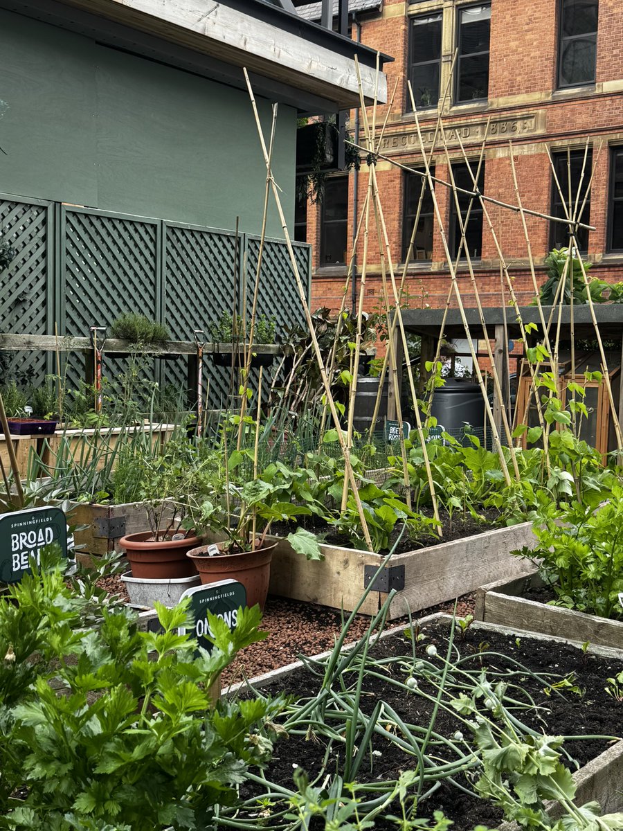 No.1 Spinningfields (@no1spinningfds) on Twitter photo Right outside our doors, we’re lucky to have The Little Lot - a community space growing fresh produce all year round 🌱
If you’d like to get involved this summer, whether for a team session or just a mindful lunch break, speak to our front desk team to book in.
<a href="/Spinningfields/">Spinningfields</a> Right outside our doors, we’re lucky to have The Little Lot - a community space growing fresh produce all year round 🌱
If you’d like to get involved this summer, whether for a team session or just a mindful lunch break, speak to our front desk team to book in.
<a href="/Spinningfields/">Spinningfields</a>