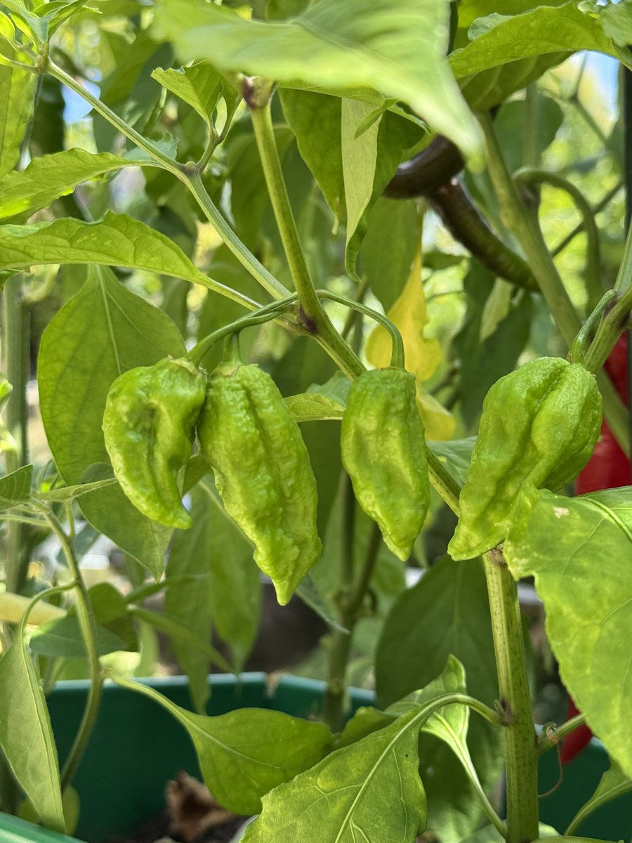 arpeegee's tweet image. Pepper season is open 🌶️ 🔥
Jalapeños/Piquillos/Bhut Jolokia/Biper estia