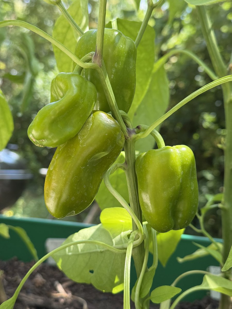 arpeegee's tweet image. Pepper season is open 🌶️ 🔥
Jalapeños/Piquillos/Bhut Jolokia/Biper estia