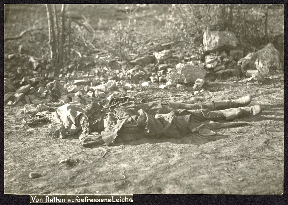 "Von Ratten aufgefressene Leiche". Wer genau hinschaut, entdeckt eine Ratte, die gerade... Ein österreichisches Foto aus der 12. Isonzoschlacht 1917. In Deutschland wäre dieses Foto wohl nicht durch die Zensur gekommen.