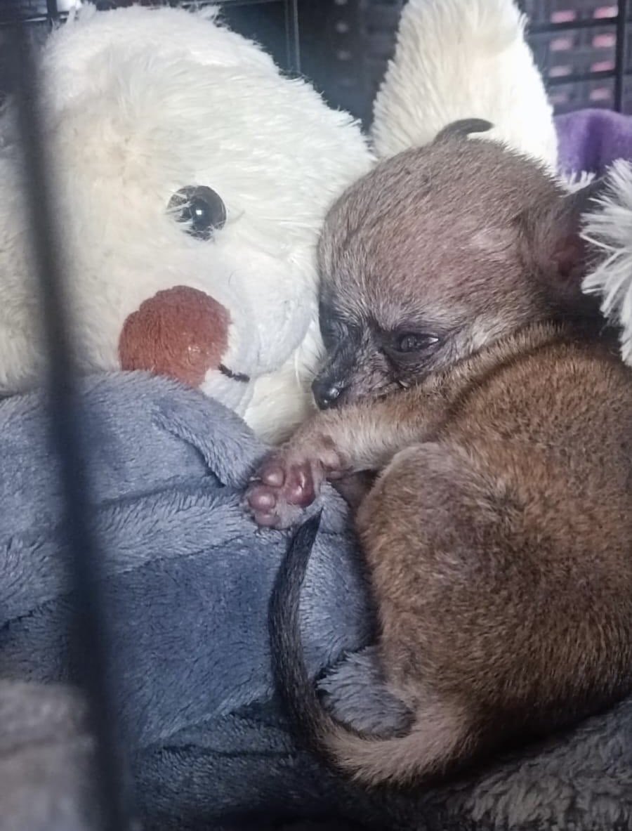 MyLovelyHorseR's tweet image. RIP BABY SENAN 💔💔💔🥲🥲🥲🥲🥲
Crying posting this 🥲….
Baby Senan lost his fight for life in the early hours of this morning 💔💔
He fought so hard, he was 8 weeks old yesterday, we had such hope. We got him the best of veterinary care but sadly he decided to join his little…