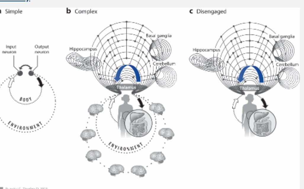 ANNUAL REVIEW OF NEUROSCIENCE

Cognition from the Body-Brain Partnership: Exaptation of Memory

annualreviews.org/content/journa…
