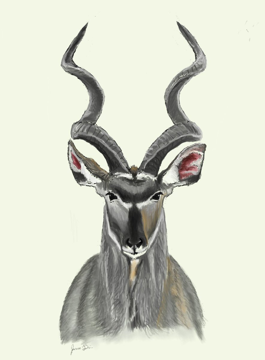 Happy Tuesday. Here’s this portrait of a Greater Kudu I drew :