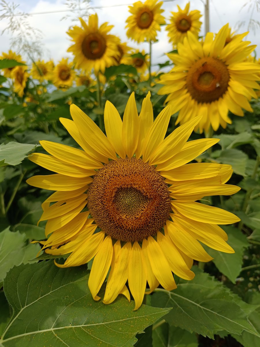 Marylu2025's tweet image. 🌻🌻🌻