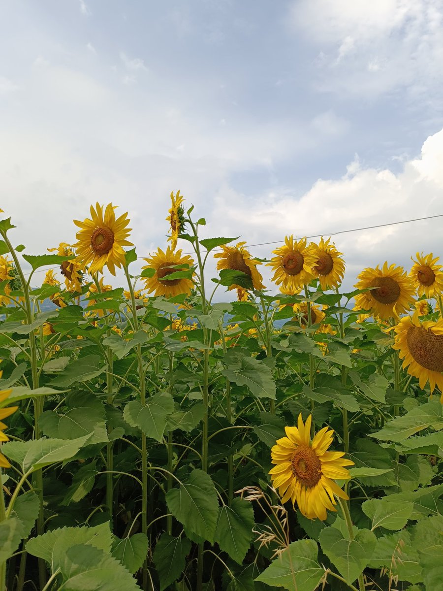 Marylu2025's tweet image. 🌻🌻🌻
