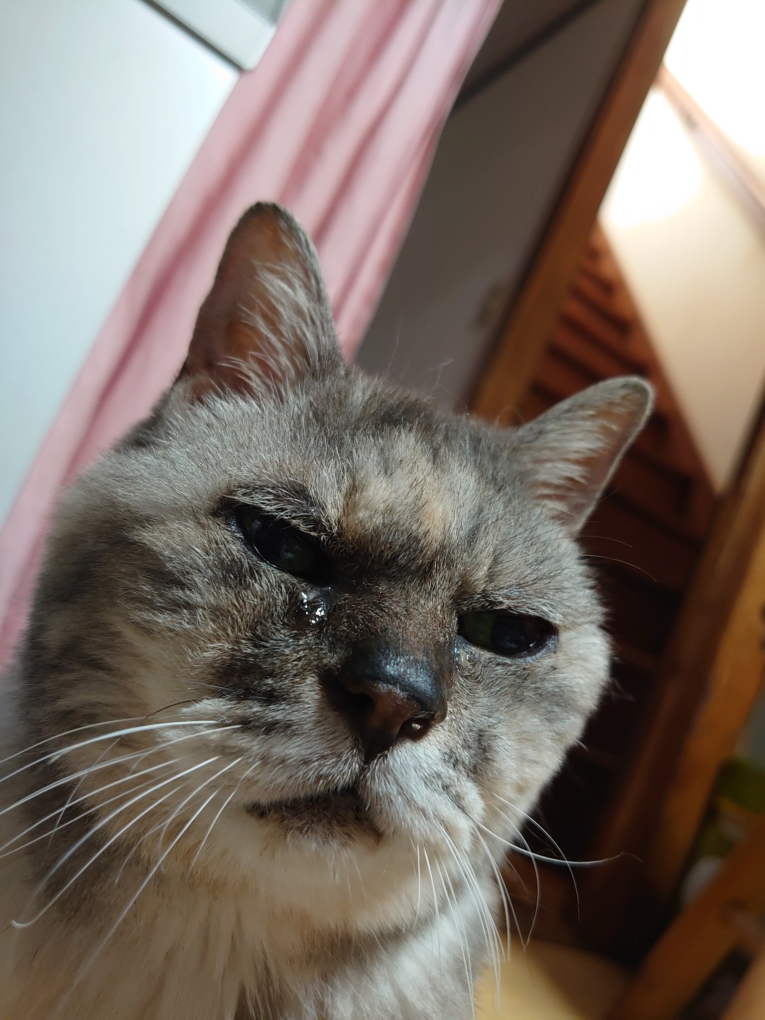 あやこ 兄妹ねこ捜索中 on X: 