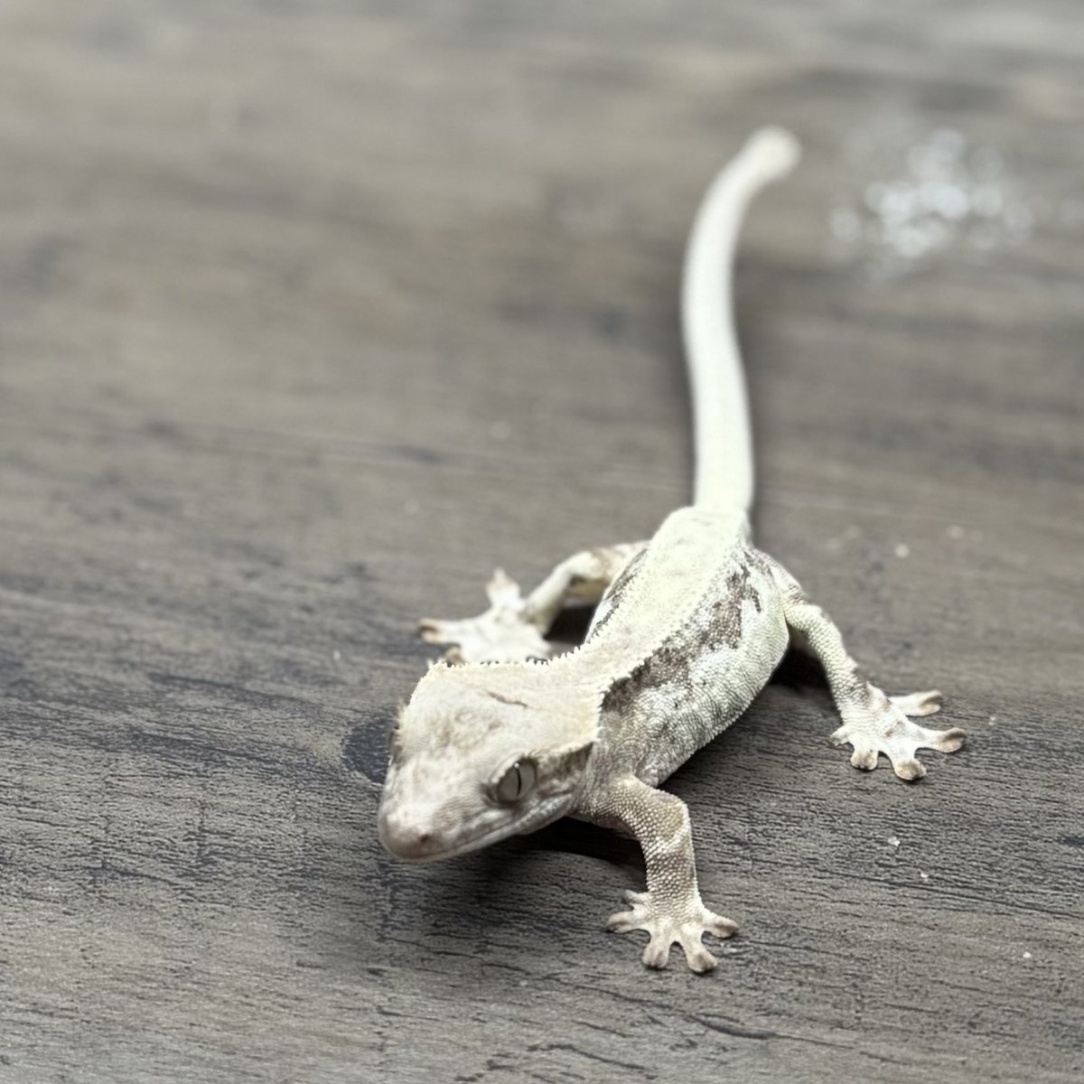 RadEye_reptiles's tweet image. 綺麗なフラペチーノ🤩