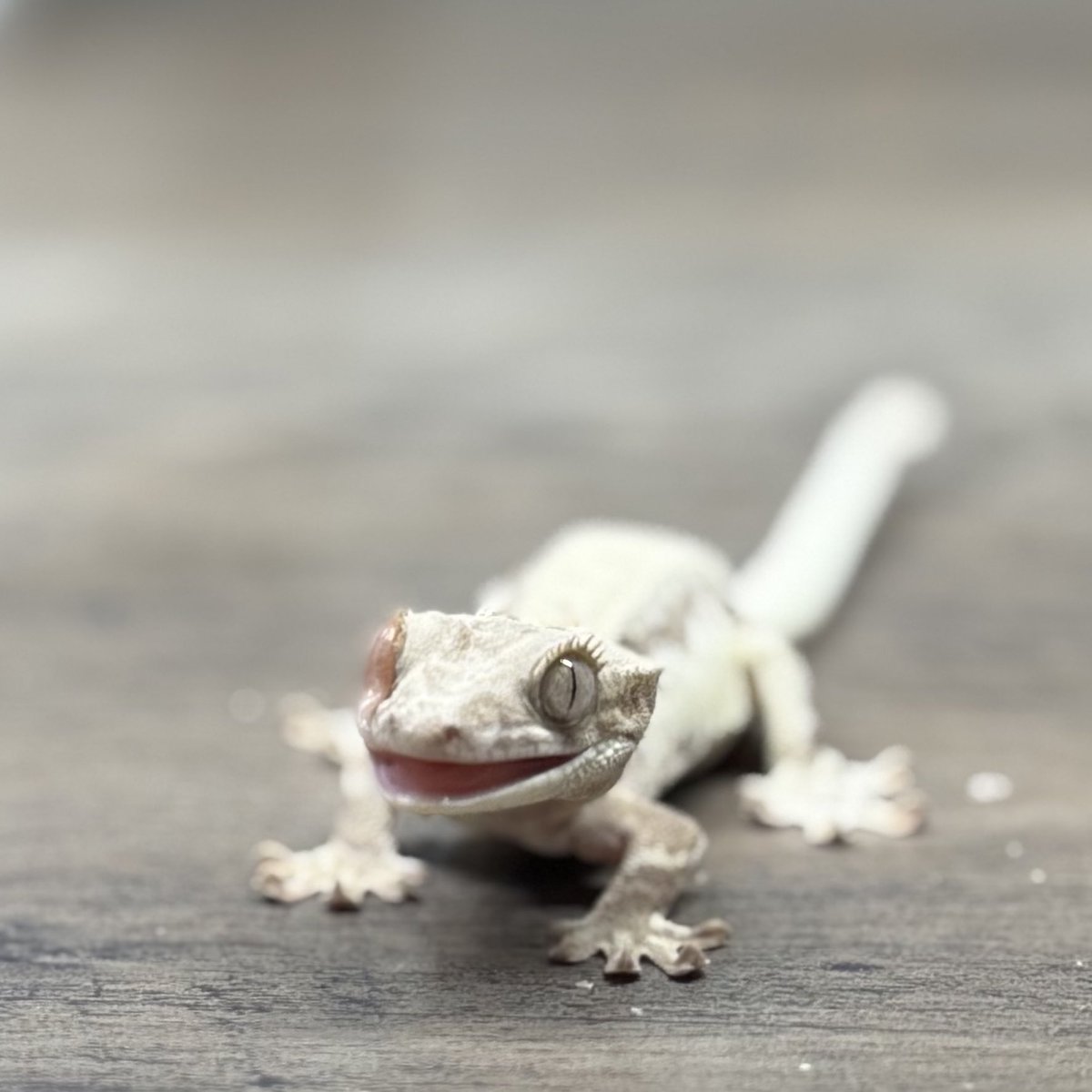 RadEye_reptiles's tweet image. 綺麗なフラペチーノ🤩