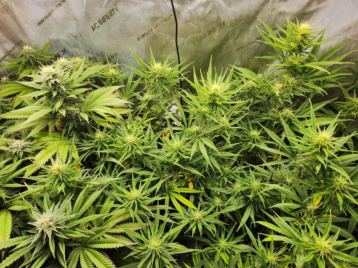 Tangie on left, Key Lime Pie on right. Unfortunately didn't properly time my grow again. At some point, I'll get the hang of timing my grows with my stash.