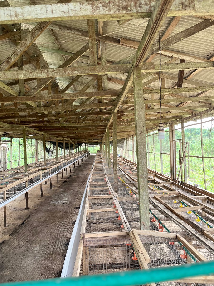 olaquadHq's tweet image. Pen 1  ready for stocking tomorrow. Clean space. #PoultryFarming #OlaQuad #BroilerProduction #naijaguy