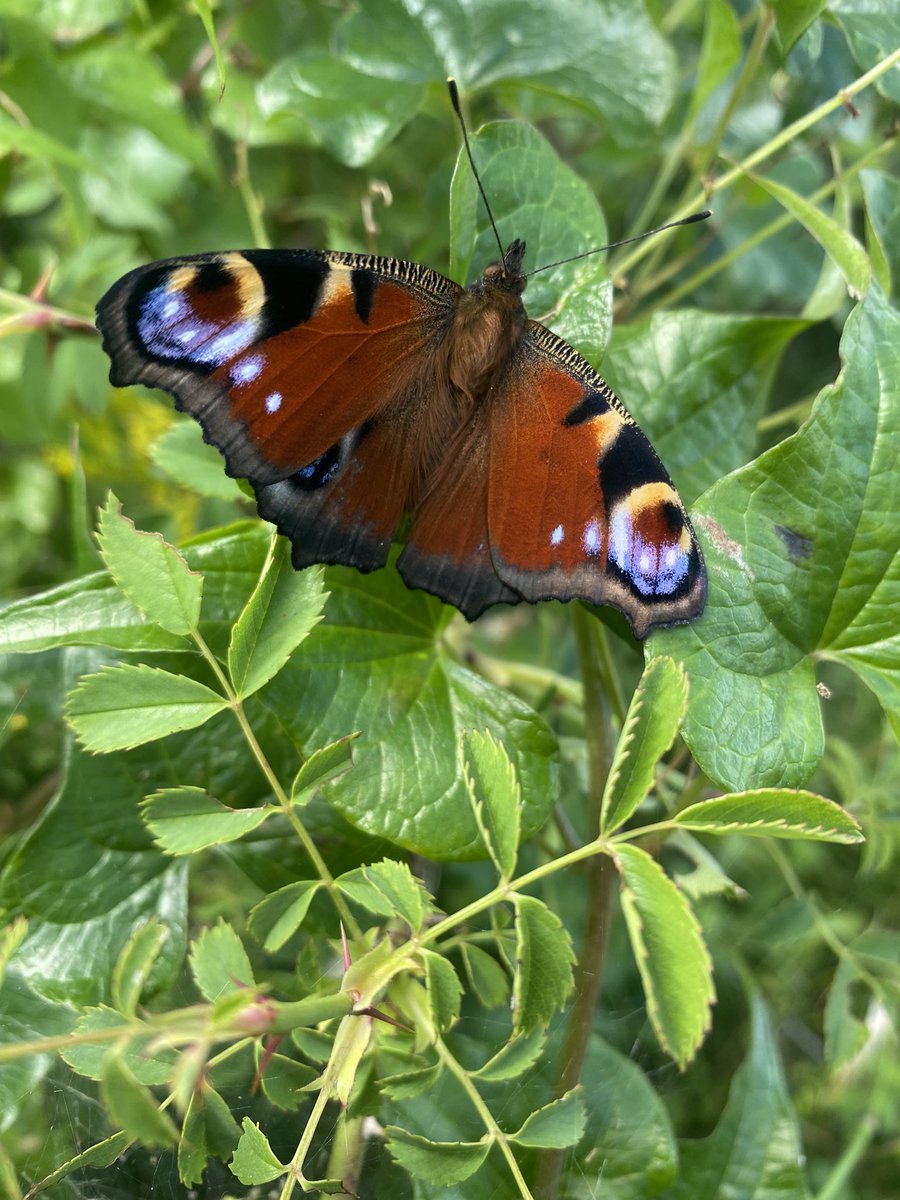 AstonRowantNNR (@rowantnnr) on Twitter photo Such a better #summer for our #butterflies! The downland <a href="/RowantNNR/">AstonRowantNNR</a> is heaving with lots of species including gatekeepers and peacocks ๐ฆ #pollinators Such a better #summer for our #butterflies! The downland <a href="/RowantNNR/">AstonRowantNNR</a> is heaving with lots of species including gatekeepers and peacocks ๐ฆ #pollinators