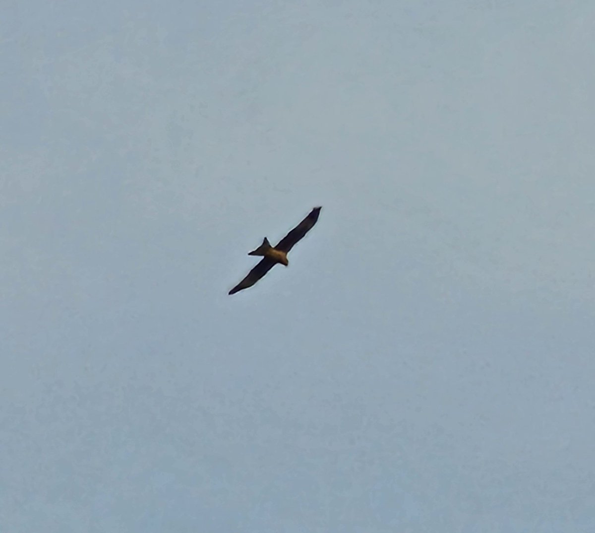 tractorman07's tweet image. Nice to see a Red Kite in the skies today, haven't seen one round here for a couple of years.
