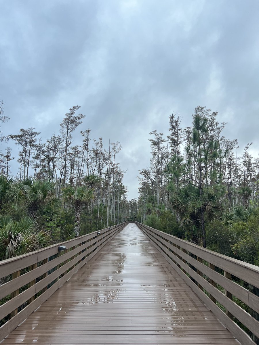 Rainy afternoons on the boardwalk trails... 🌧️🌿 #fgcu