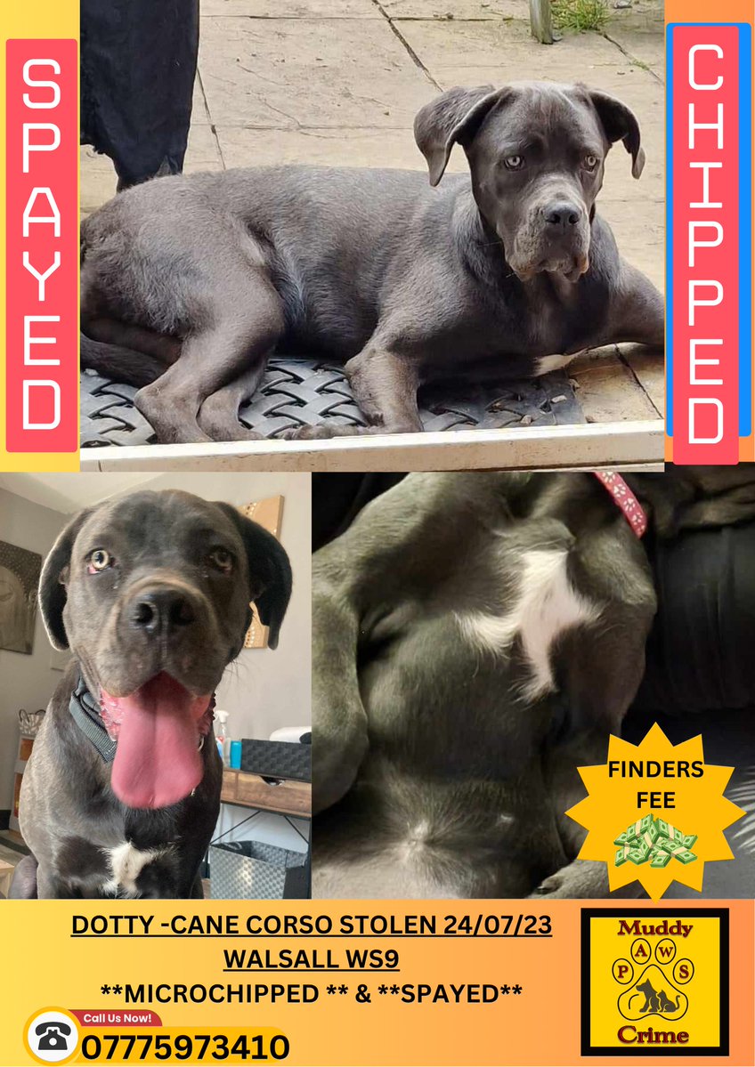 muddypawscrime's tweet image. In 9 days it will be 2 years since Dottys owner saw her beautiful girl :(
PLEASE JOIN FACEB@@K GROUP - DOTTY -CANE CORSO STOLEN 24/07/23 WALSALL WS9 *NEW APPEAL*
@MissingPetsGB @HunnyJax